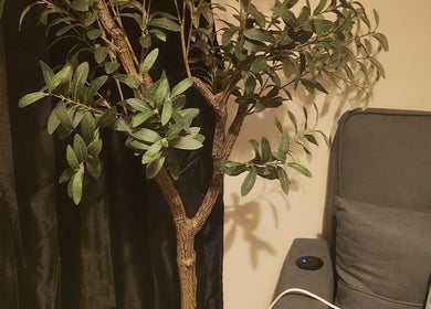 Elegant room plant and cozy chair at Danni's Den: Beauty Refined, Wellingborough, England, GB.