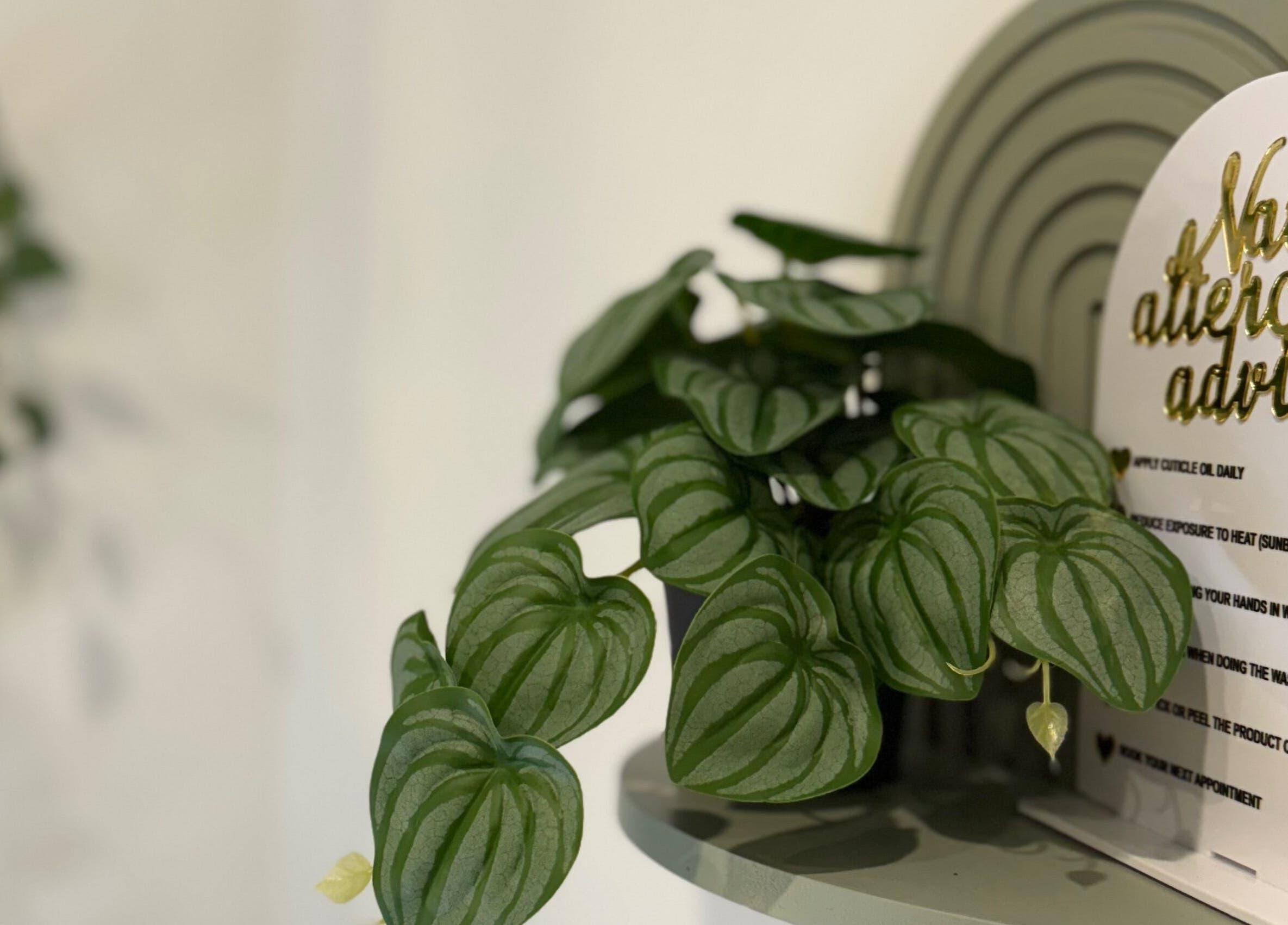 Lush green plant beside nail aftercare advice sign at Kpurenails, Cambridge, Waikato Region, NZ.