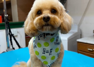 Charming groomed poodle with a cute bandana at The Grooming Studio, Ladoga, Indiana, US.
