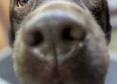 Close-up of a dog's nose at The Grooming Studio, Ladoga, Indiana, US promoting pet-friendly services.