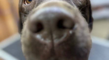 Close-up of a dog's nose at The Grooming Studio, Ladoga, Indiana, US promoting pet-friendly services.