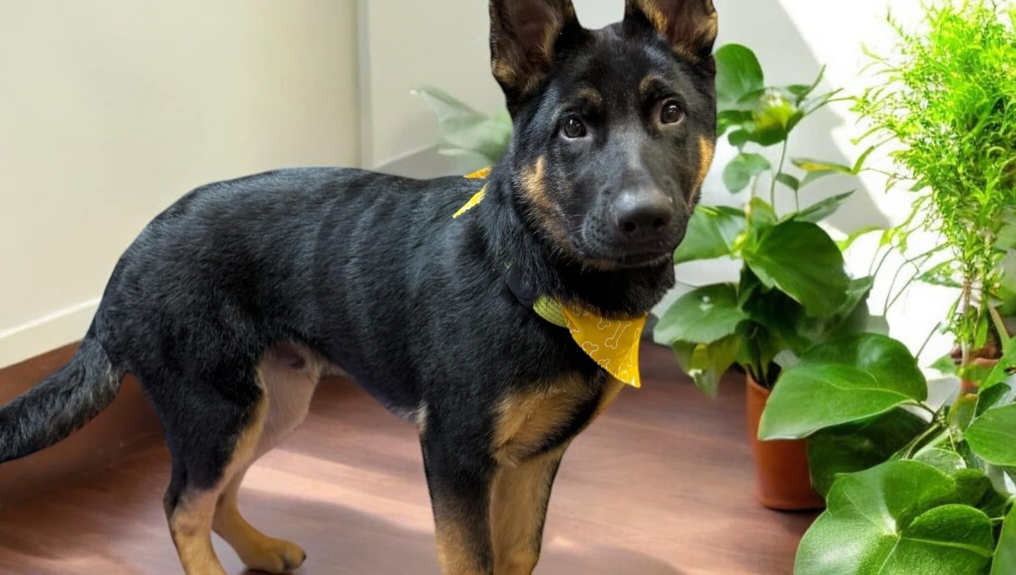 A stylish dog with a yellow bandana at The Grooming Studio, New Ross, Indiana, US surrounded by green plants.