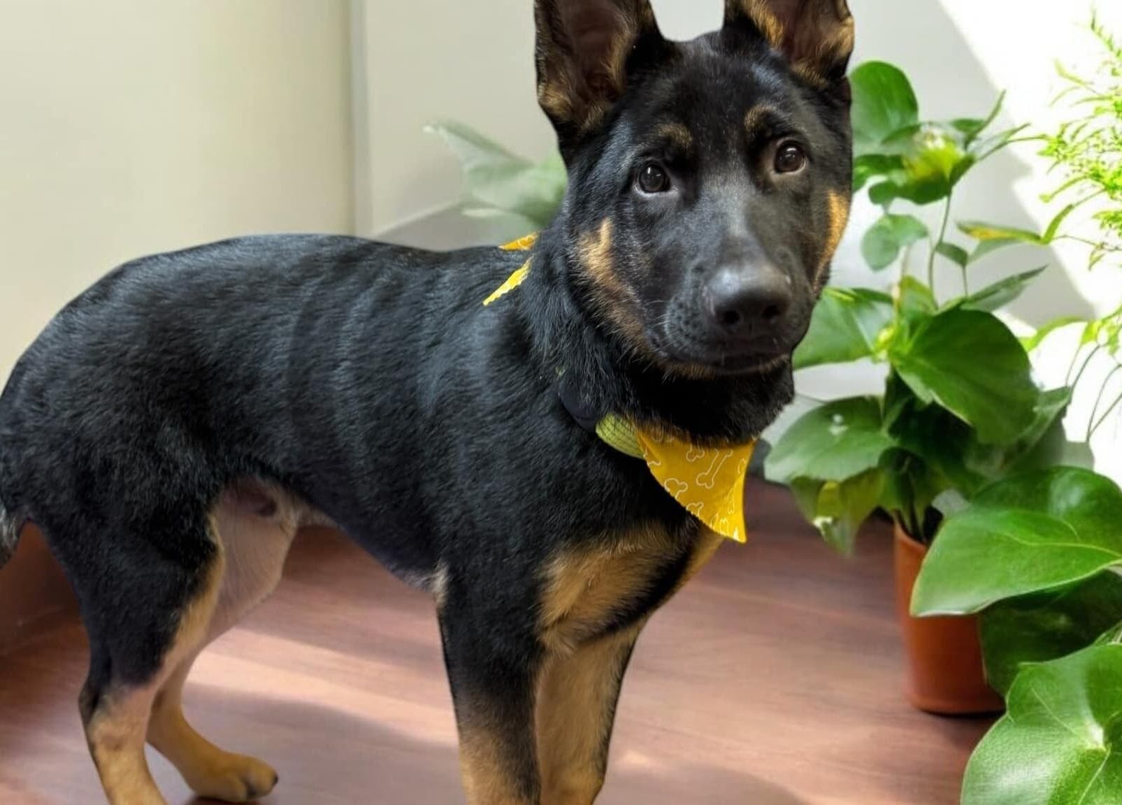 A stylish dog with a yellow bandana at The Grooming Studio, New Ross, Indiana, US surrounded by green plants.