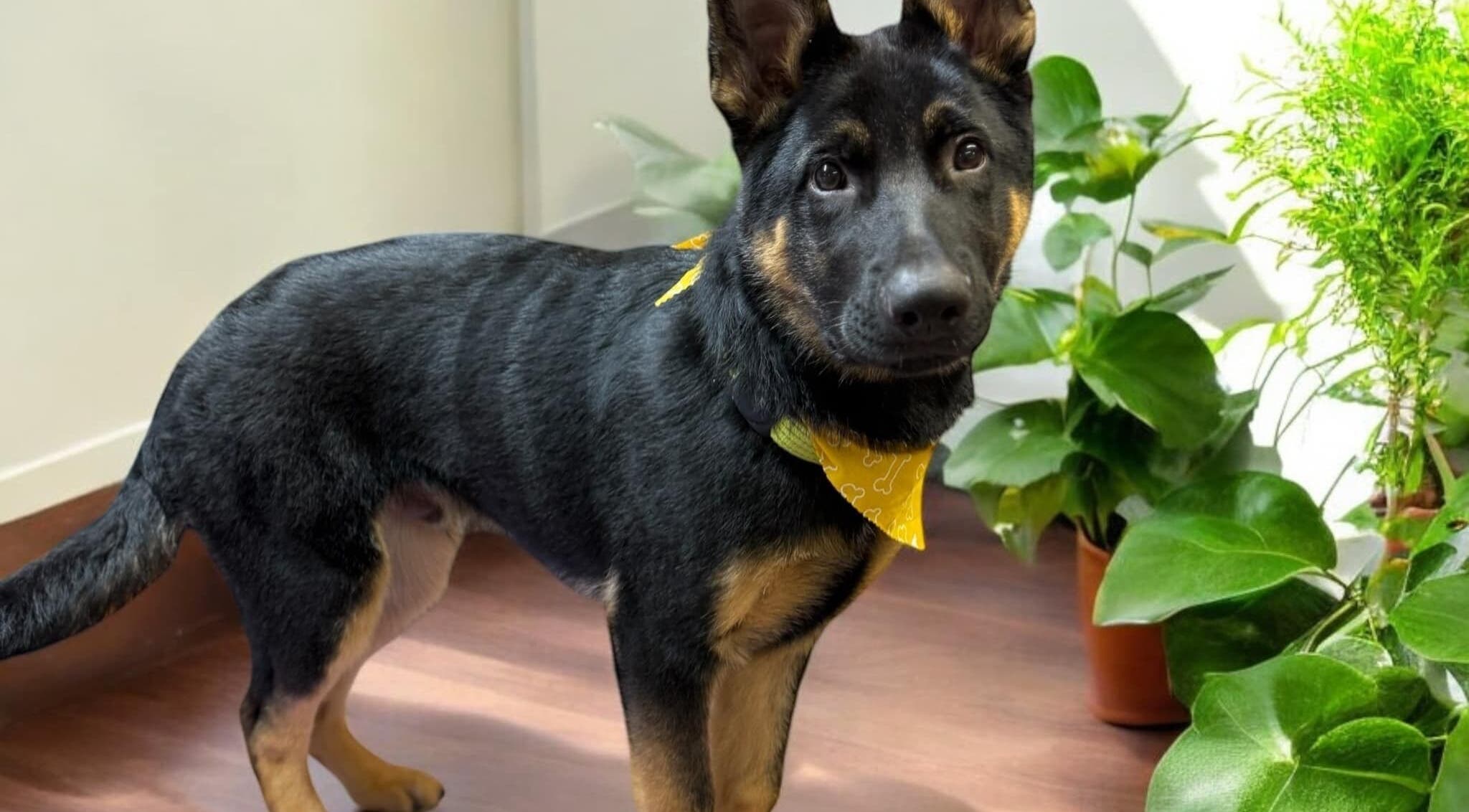 A stylish dog with a yellow bandana at The Grooming Studio, New Ross, Indiana, US surrounded by green plants.