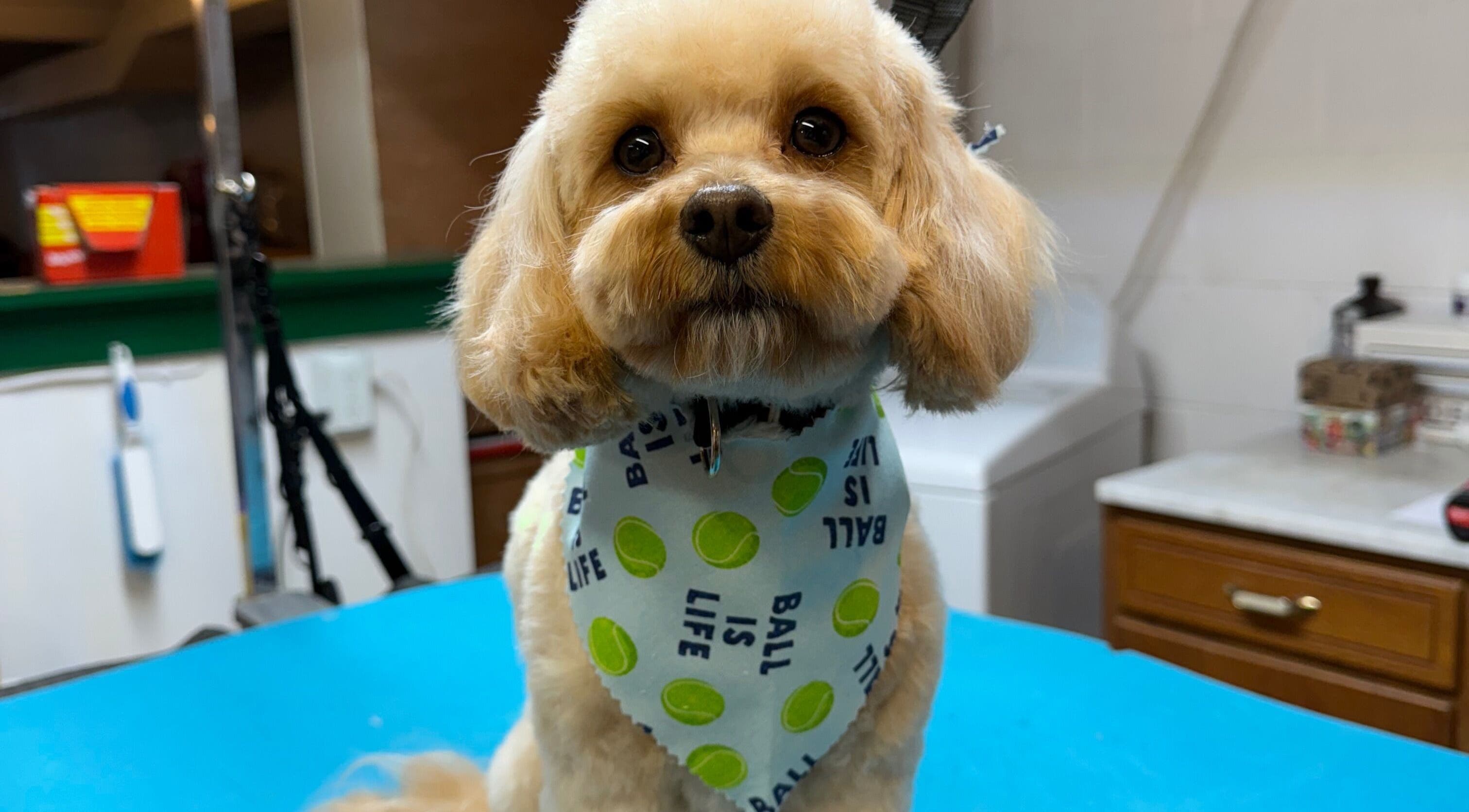 Cute dog with a bandana at The Grooming Studio in New Ross, Indiana, US.