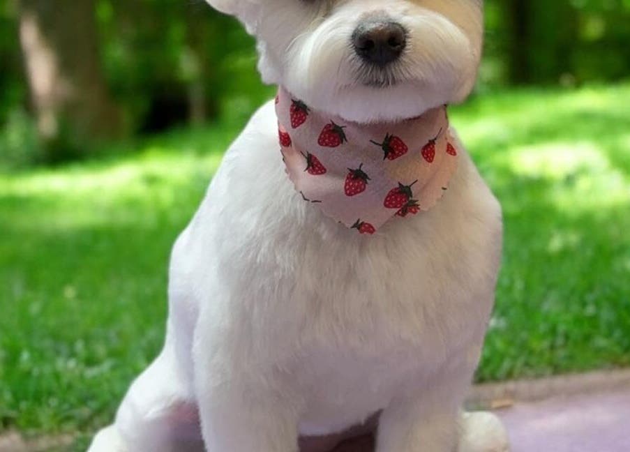 Cute dog with strawberry bandana at The Grooming Studio, New Ross, Indiana, US.