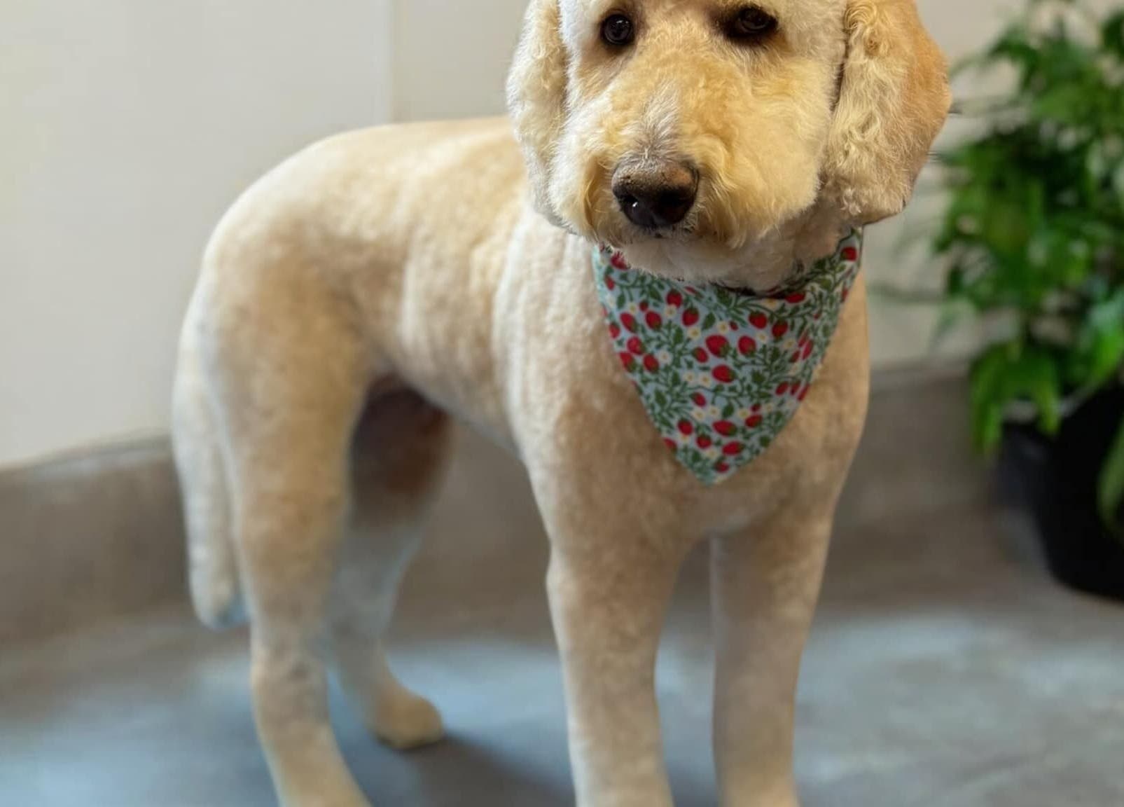 Dog with stylish bandana at The Grooming Studio in New Ross, Indiana, US.