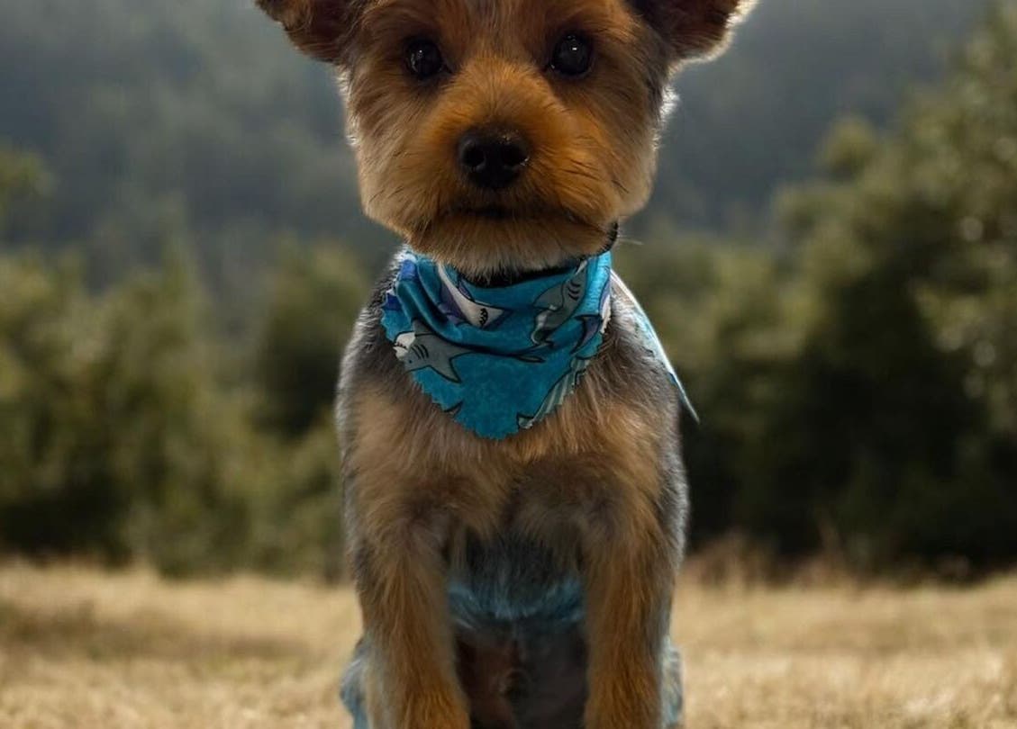 A well-groomed Yorkie in a blue bandana at The Grooming Studio, New Ross, Indiana, US.