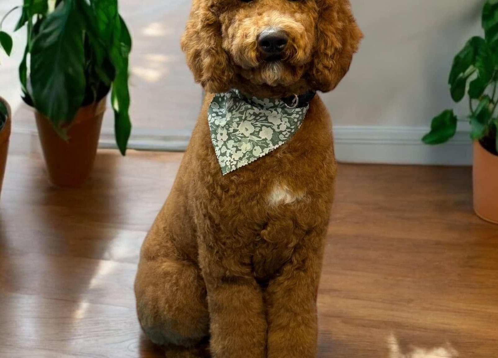 Dog with a patterned bandana at The Grooming Studio, New Ross, Indiana, US surrounded by plants.