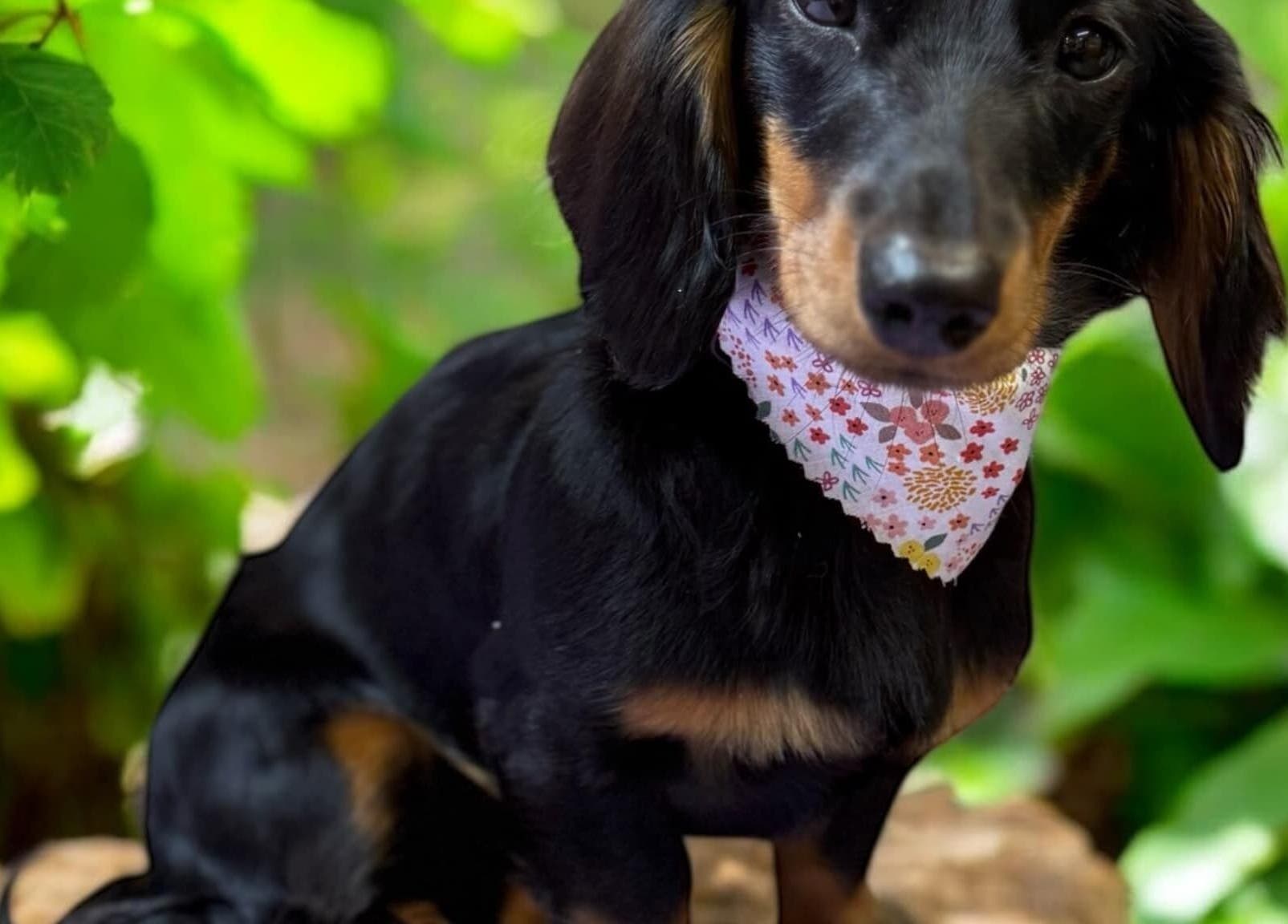 Adorable dog with bandana at The Grooming Studio, New Ross, Indiana, US. Surrounded by green leaves.