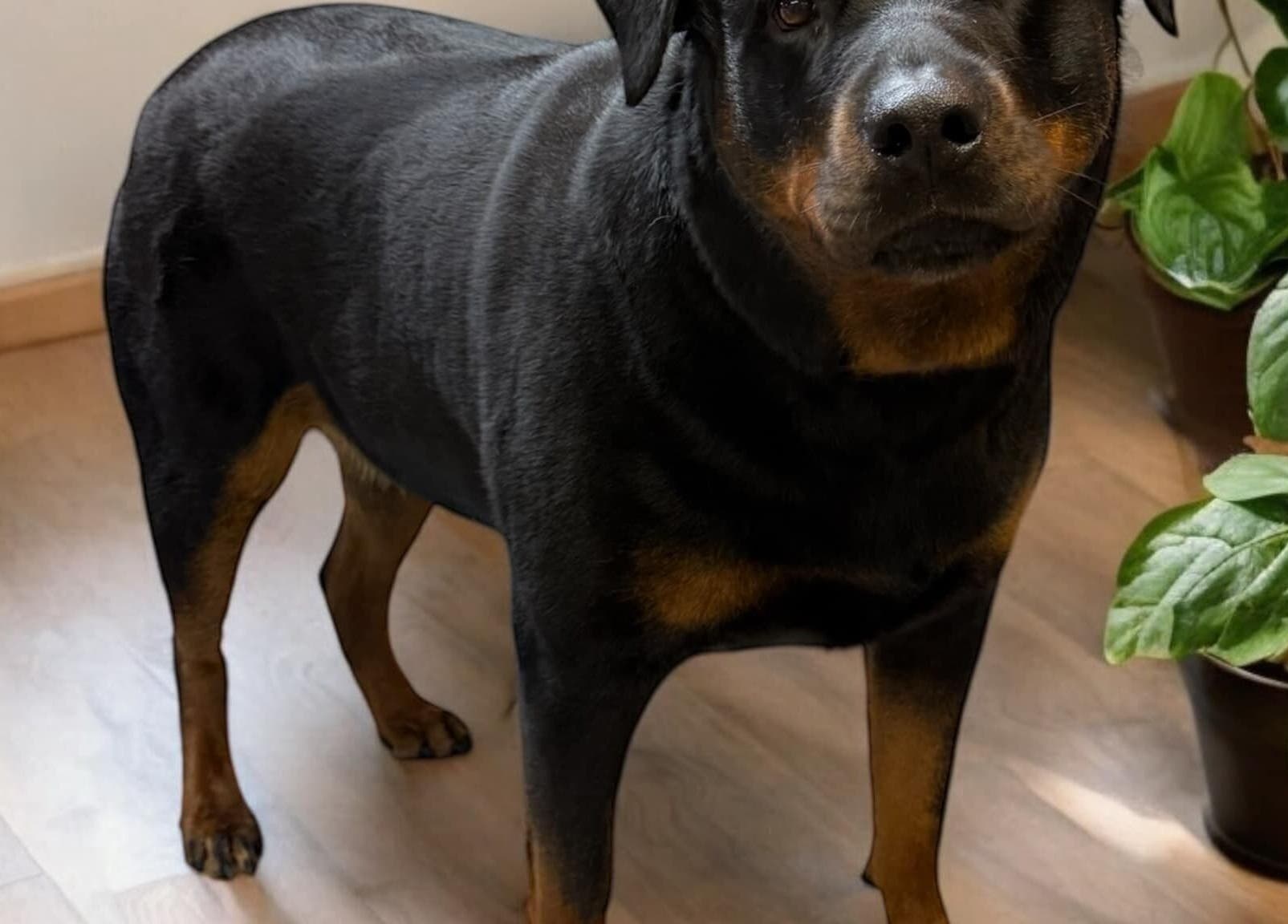 Rottweiler in The Grooming Studio, New Ross, Indiana, US, standing next to indoor plants.