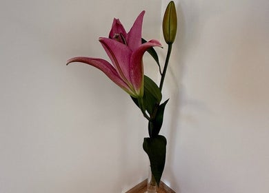 Elegant pink lily in vase at Sensalium, Blackheath, New South Wales, AU, creating a serene ambiance.