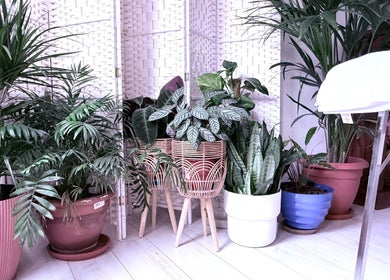 Lush potted plants in peaceful setting at Gem Massage Therapy, Enfield, England, GB create a soothing ambiance.