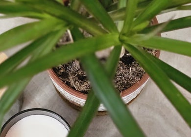 Lush plant and candle at WildRose Natural Beauty Studio, Fladbury, England, GB. Embrace nature's tranquility.