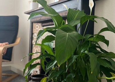 Relaxing corner at Her Sanctuary Holistic Therapies in Leeds, England, GB featuring a lush green plant.