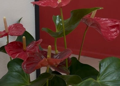 Planta com flores vermelhas em Kalinail, Porto, Porto, PT. Ambiente acolhedor e elegante.