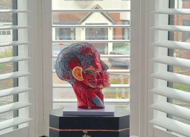 Detailed anatomical head model on display at Turn Back Time Aesthetics, London, England, GB.