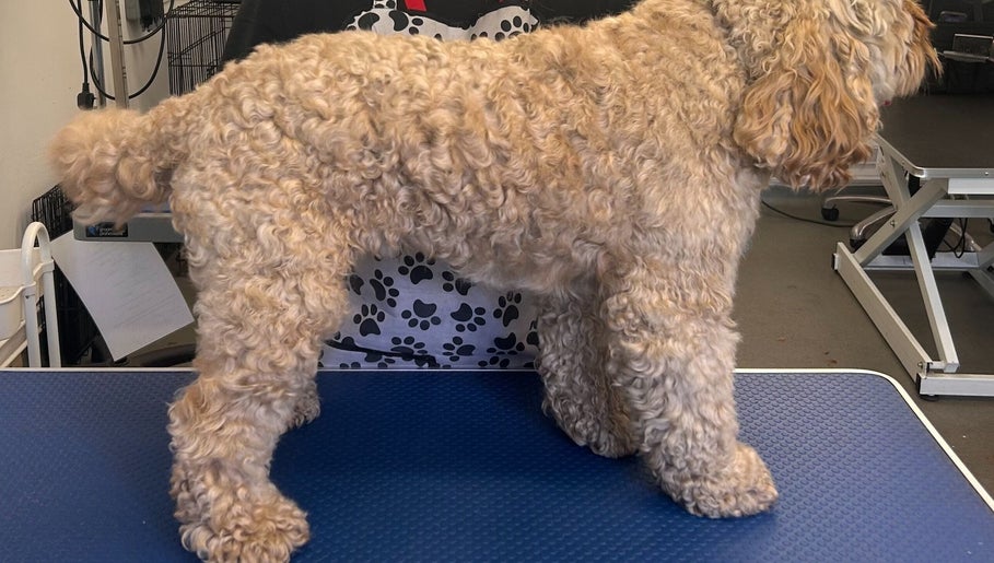 Curly coated dog ready for grooming at Metra Pet Services, Motherwell, Scotland, GB.