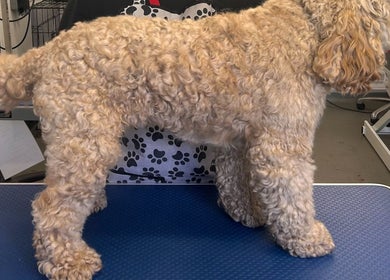 Curly coated dog ready for grooming at Metra Pet Services, Motherwell, Scotland, GB.