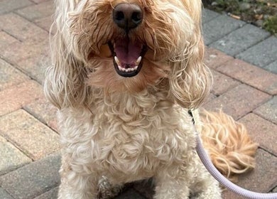 Happy dog on leash at Metra Pet Services, Motherwell, Scotland, GB. Ideal pet care venue.