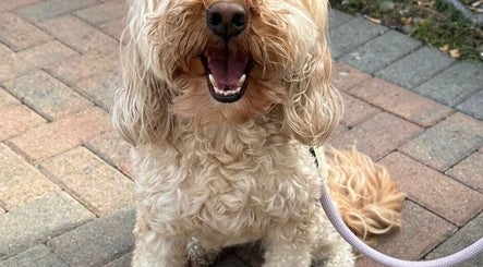 Happy dog on leash at Metra Pet Services, Motherwell, Scotland, GB. Ideal pet care venue.