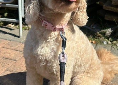 Adorable poodle relaxing at Metra Pet Services in Motherwell, Scotland, GB on a sunny day.