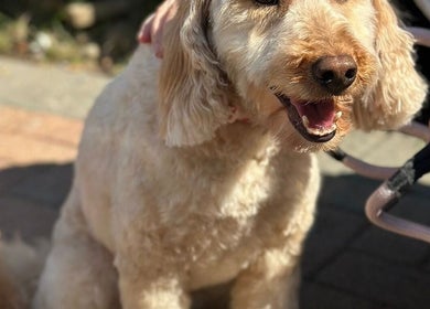 Happy dog enjoying care at Metra Pet Services in Motherwell, Scotland, GB.
