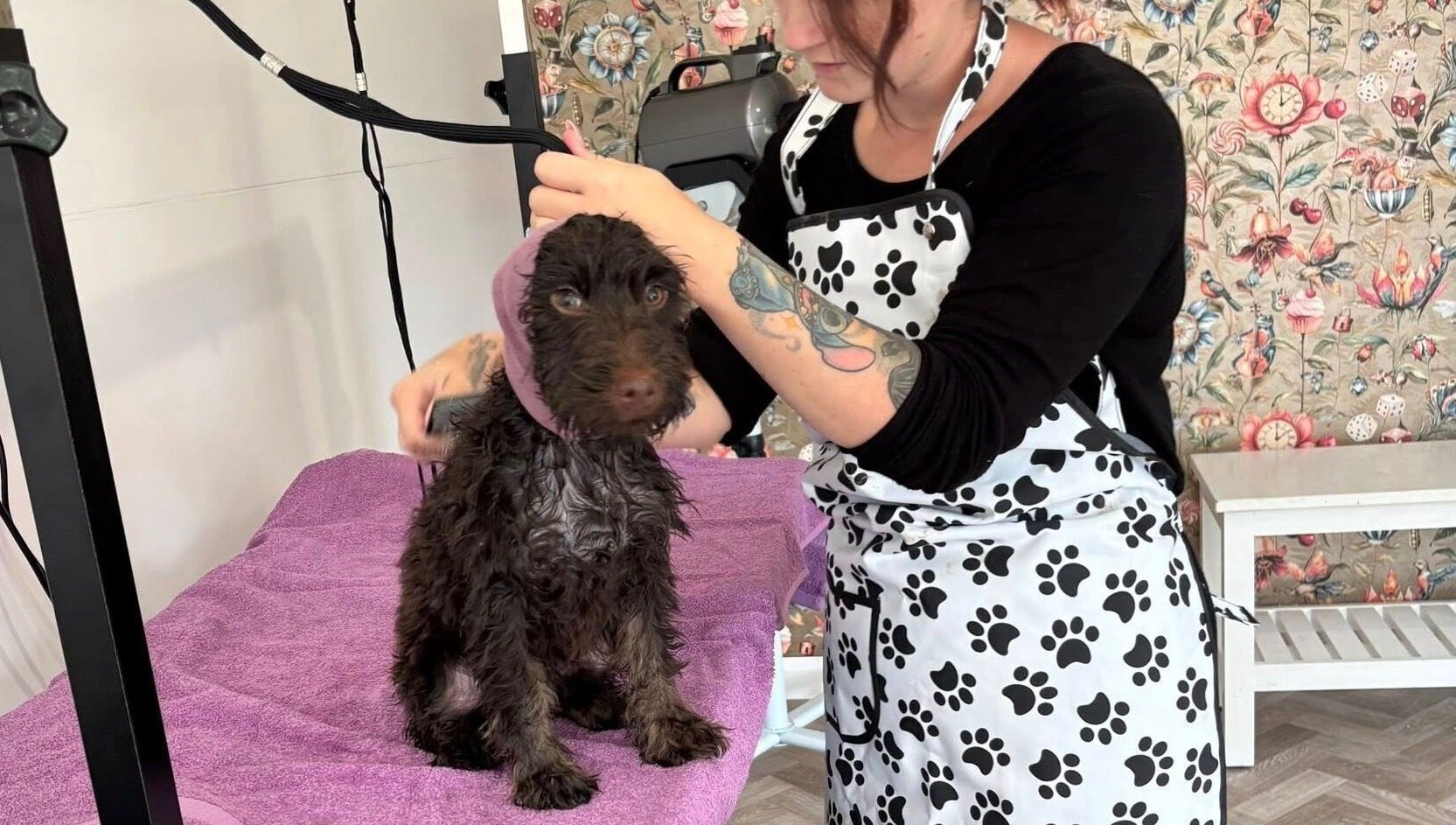 Dog grooming at Through The Grooming Glass in Ravensworth, England, GB by a tattooed professional.
