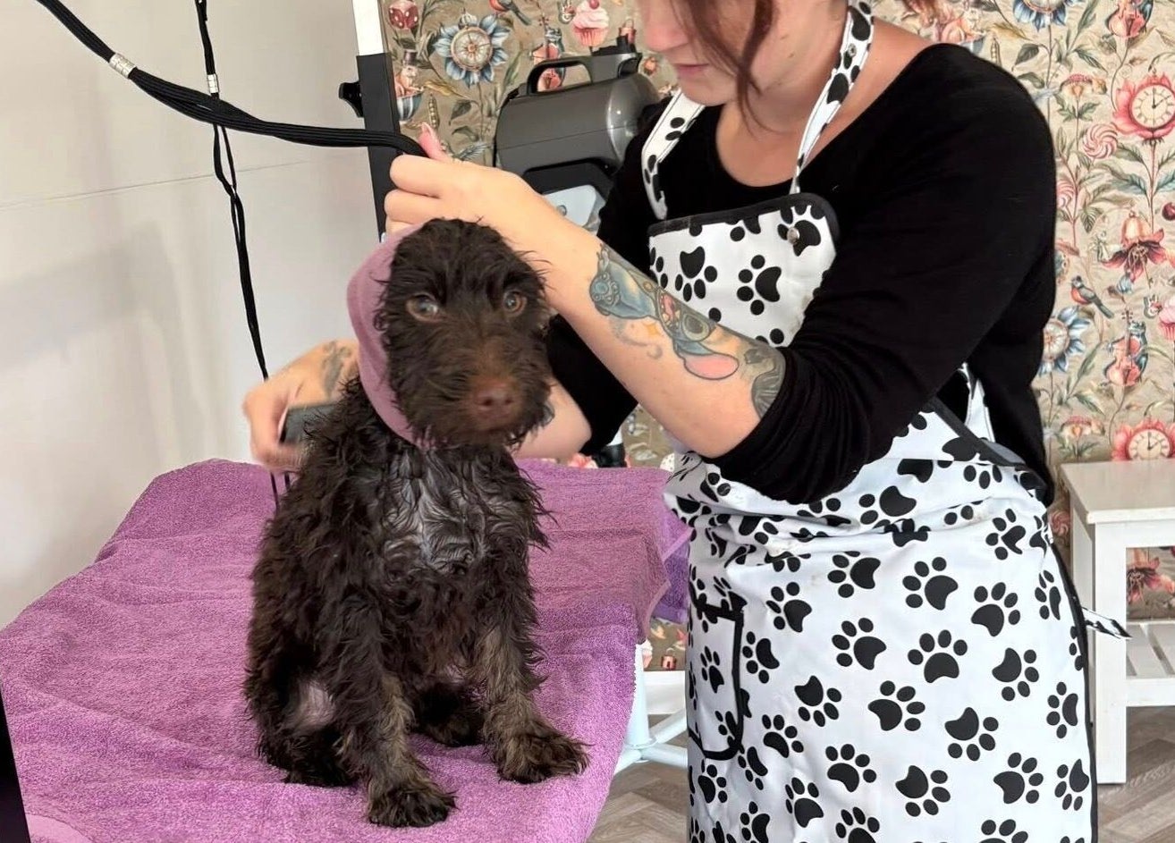 Dog grooming at Through The Grooming Glass in Ravensworth, England, GB by a tattooed professional.