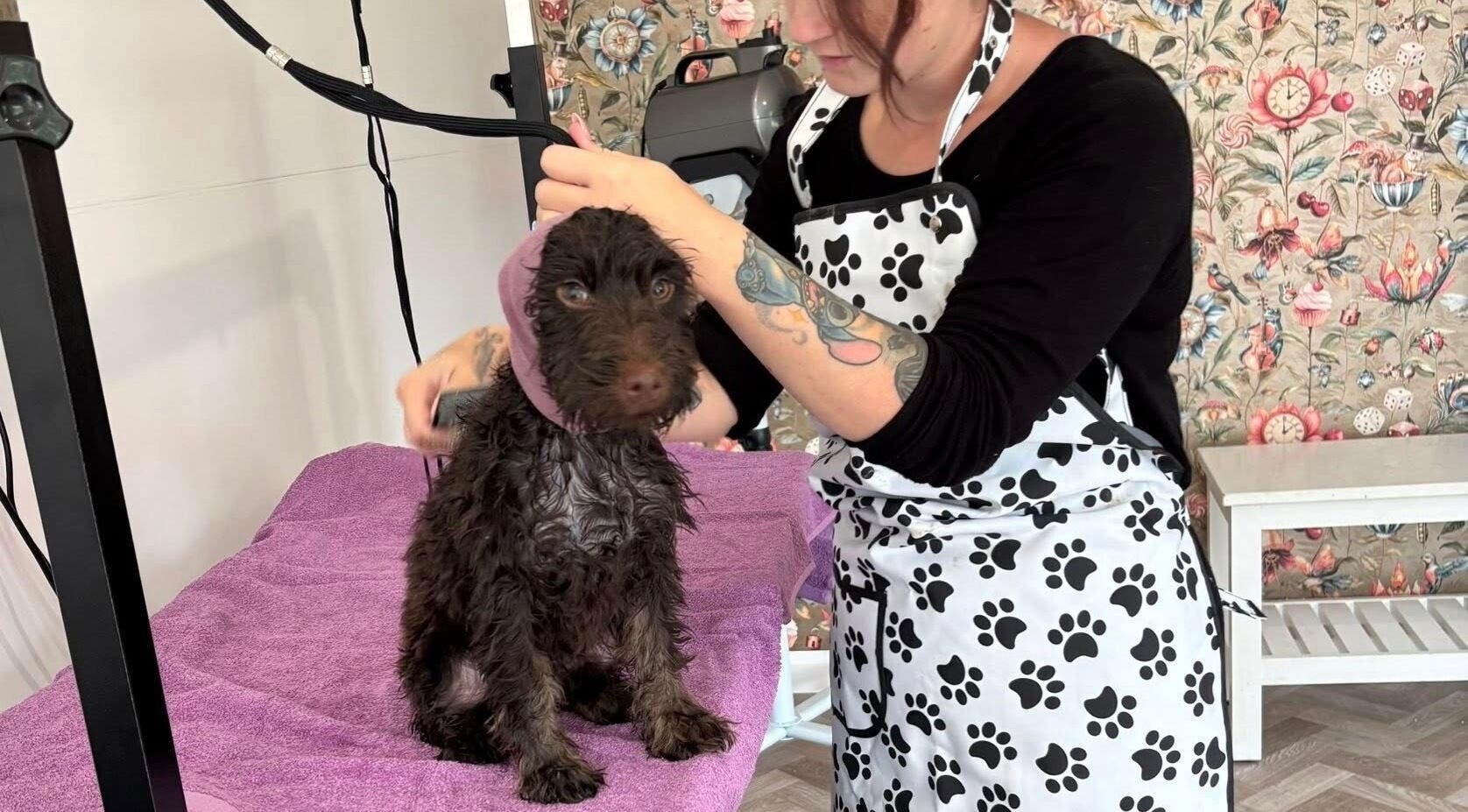 Dog grooming at Through The Grooming Glass in Ravensworth, England, GB by a tattooed professional.