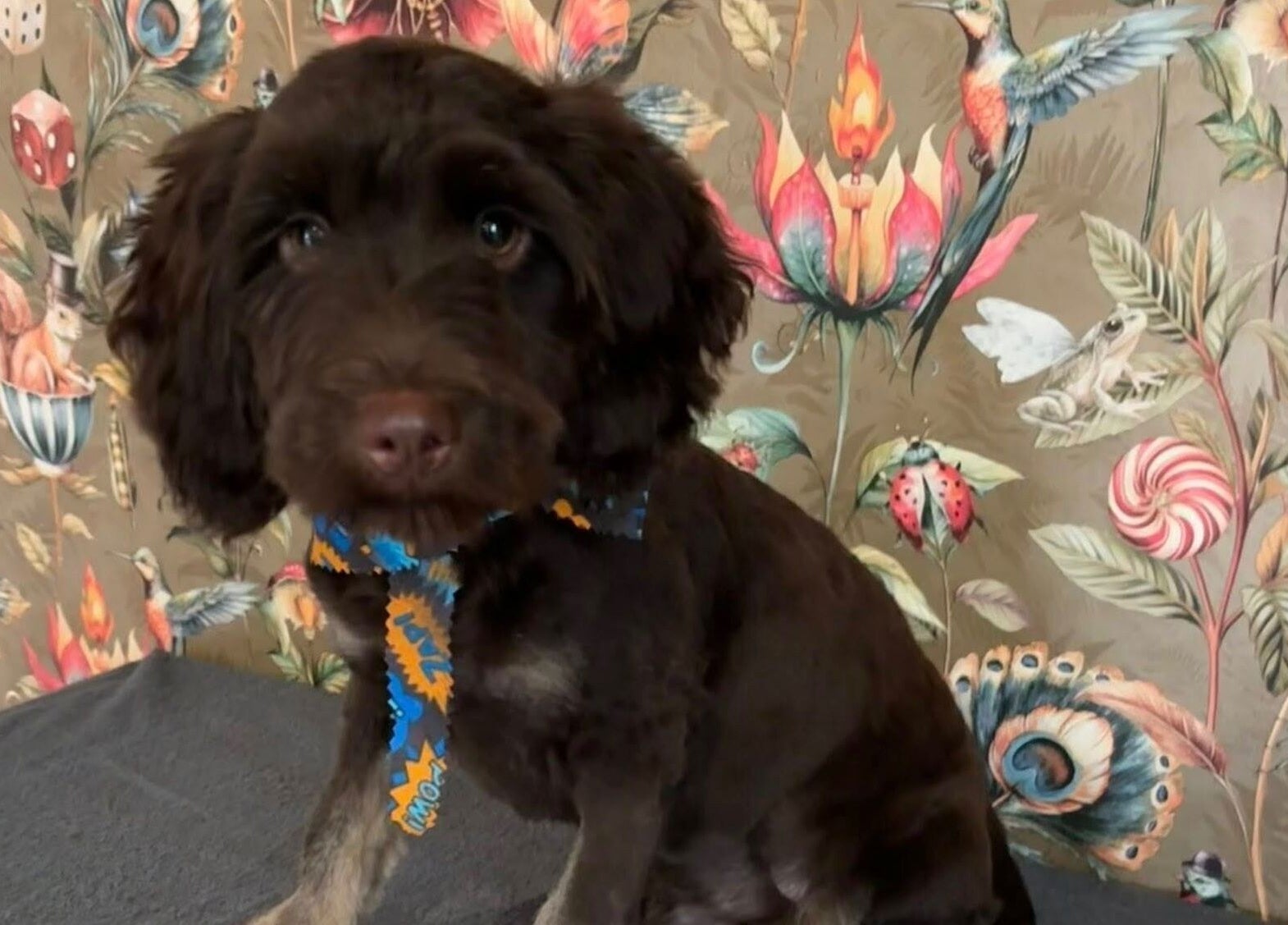 Charming dog with colorful scarf at Through The Grooming Glass, Ravensworth, England, GB.