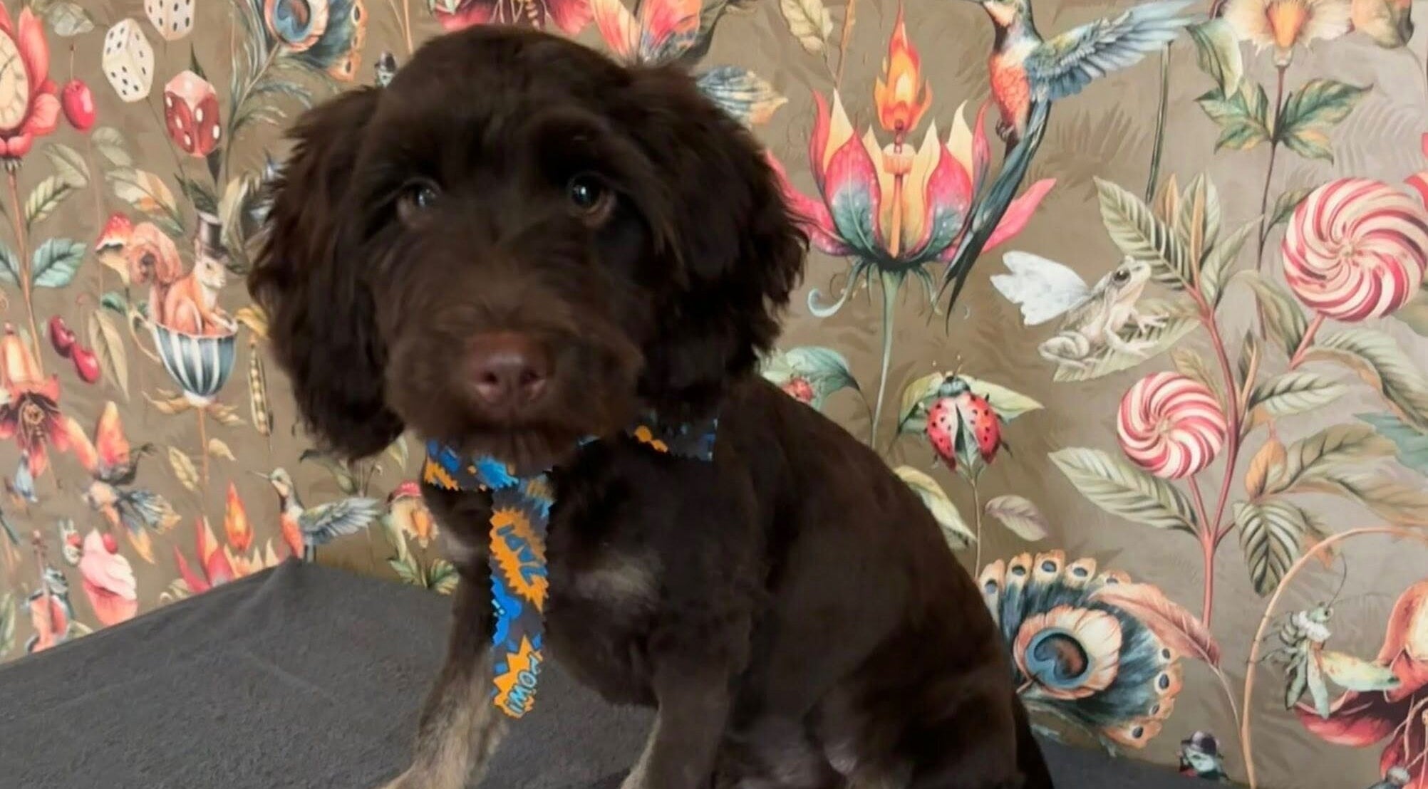 Charming dog with colorful scarf at Through The Grooming Glass, Ravensworth, England, GB.