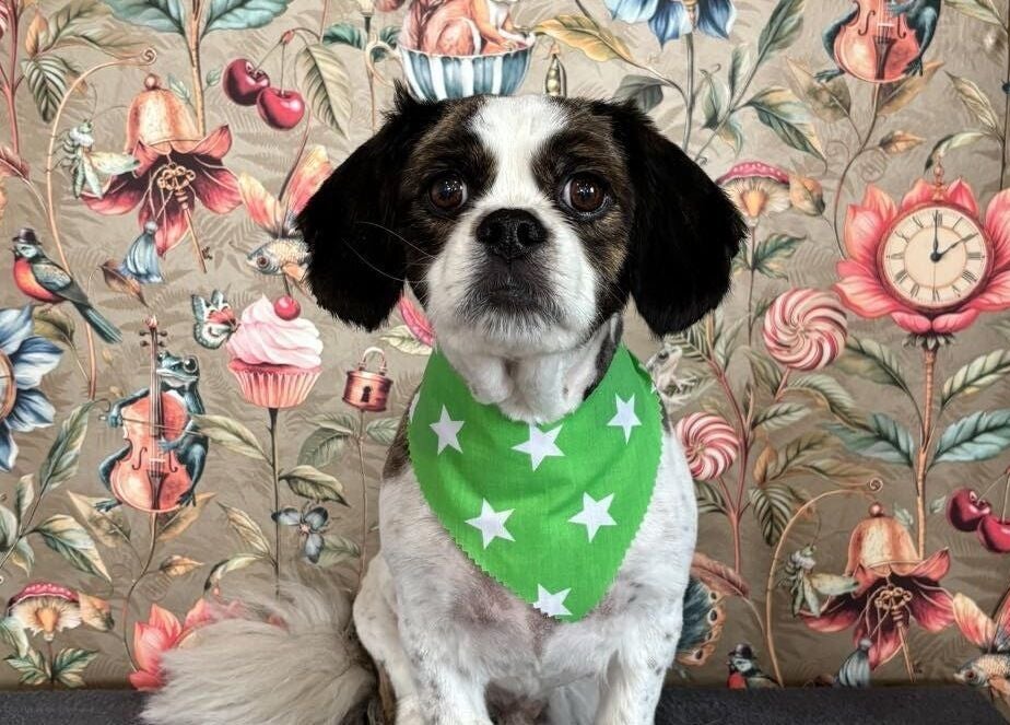 Dog with green bandana at Through The Grooming Glass, Ravensworth, England, GB.