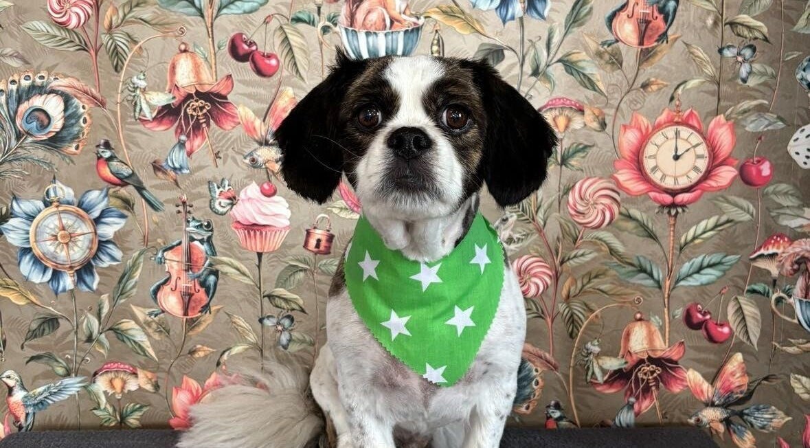 Dog with green bandana at Through The Grooming Glass, Ravensworth, England, GB.