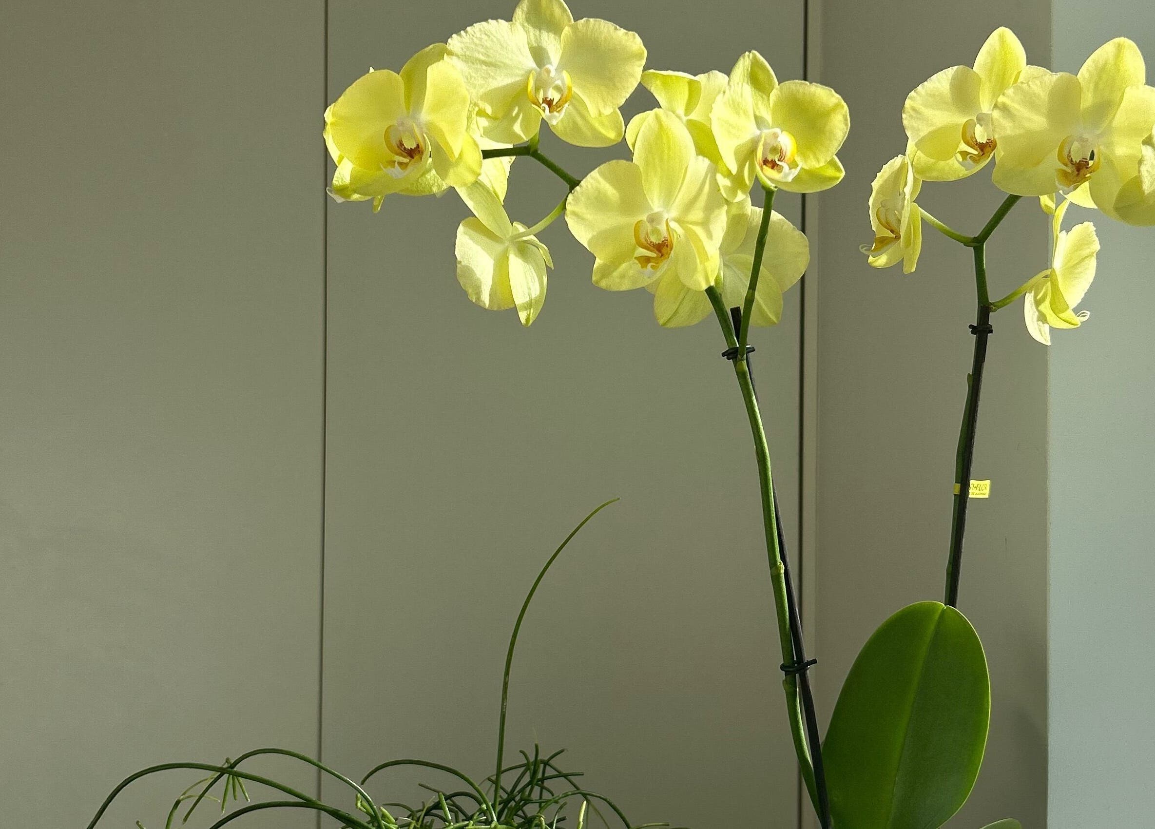 Yellow orchids at Sureechai Massages in Hove, Vlaanderen, BE, create a serene ambiance in the wellness venue.