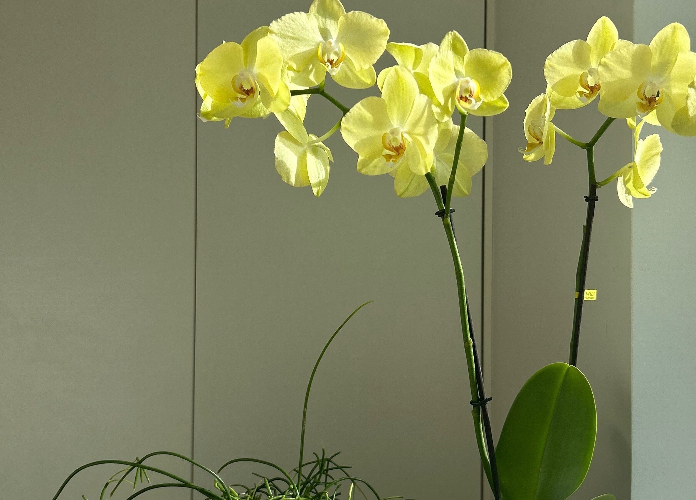 Yellow orchids at Sureechai Massages in Hove, Vlaanderen, BE, create a serene ambiance in the wellness venue.