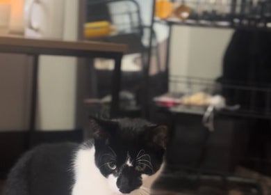 A black and white cat in a cozy room setting at Remi Room, Fareham, England, GB.