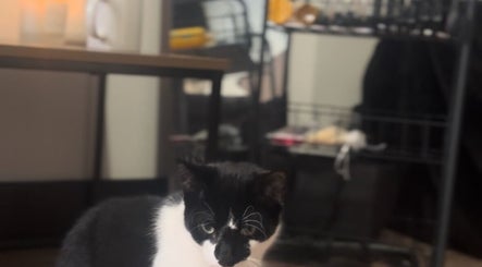 A black and white cat in a cozy room setting at Remi Room, Fareham, England, GB.