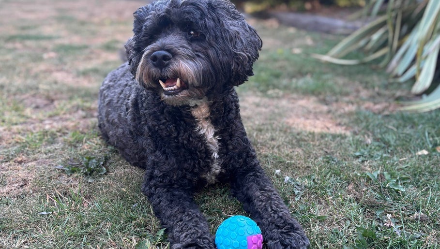 A fluffy black dog playing with a colorful ball at 2PawsAhead, Ripley, England, GB.