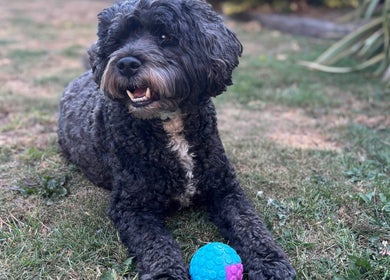 A fluffy black dog playing with a colorful ball at 2PawsAhead, Ripley, England, GB.