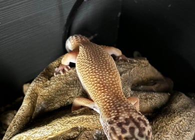 Close-up of a gecko resting at 2PawsAhead, Ripley, England, GB, showcasing its textured skin and serene environment.