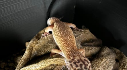 Close-up of a gecko resting at 2PawsAhead, Ripley, England, GB, showcasing its textured skin and serene environment.