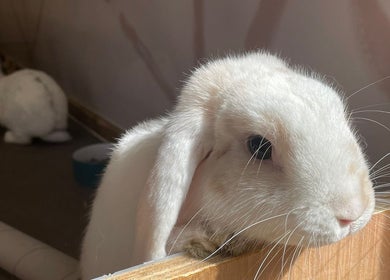Adorable white bunny at 2PawsAhead, Ripley, England, GB enjoying a cozy corner in a sunlit room.