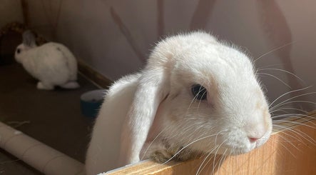 Adorable white bunny at 2PawsAhead, Ripley, England, GB enjoying a cozy corner in a sunlit room.