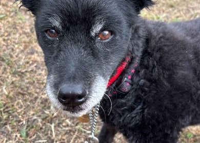 Close-up of a black dog with a red collar at 2PawsAhead, Ripley, England, GB.