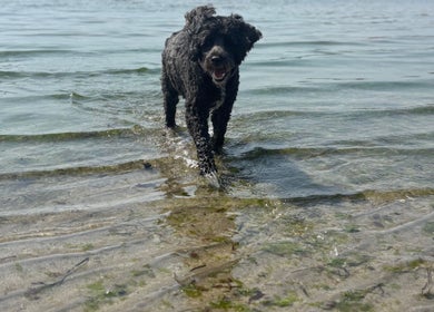 Happy dog enjoying a splash at 2PawsAhead, Ripley, England, GB, embracing the beauty of nature.