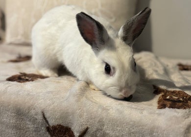 Adorable white rabbit on a patterned blanket at 2PawsAhead, Ripley, England, GB.