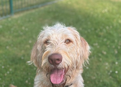 Friendly dog enjoying the outdoors at 2PawsAhead, Ripley, England, GB.