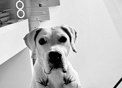 Dog with bird tattoos at Demuz tattoos, Mykonos, Cyclades, GR. Cozy interior with modern decor in view.