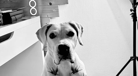 Dog with bird tattoos at Demuz tattoos, Mykonos, Cyclades, GR. Cozy interior with modern decor in view.